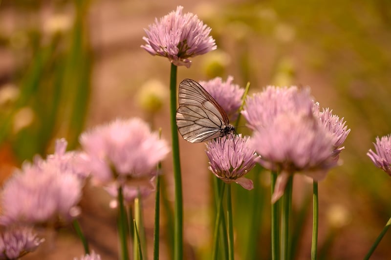 Butterfly Effect